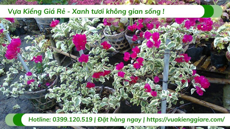 cây hoa giấy cẩm thạch