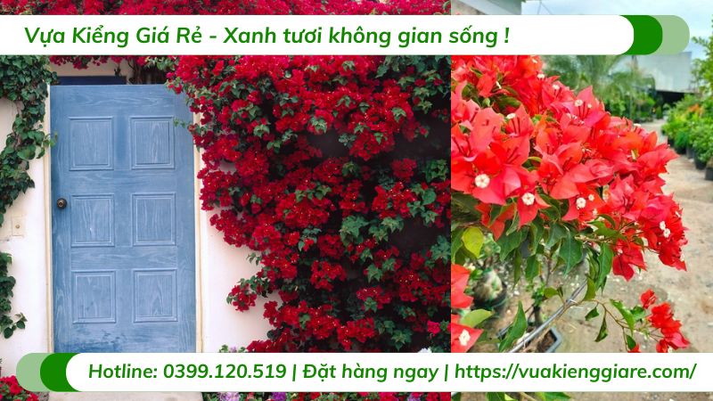 cây hoa giấy đỏ rực