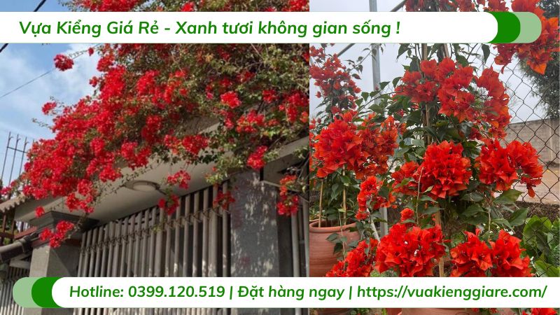 cây hoa giấy đỏ rực