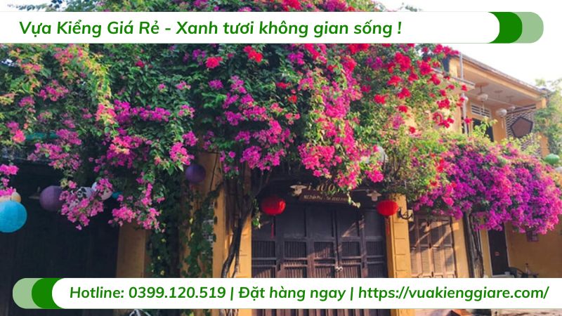 cây hoa giấy leo giàn