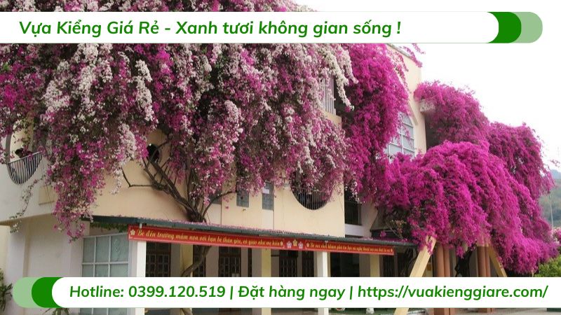 cây hoa giấy leo giàn