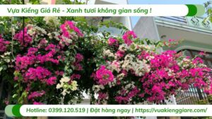 cây hoa giấy leo giàn