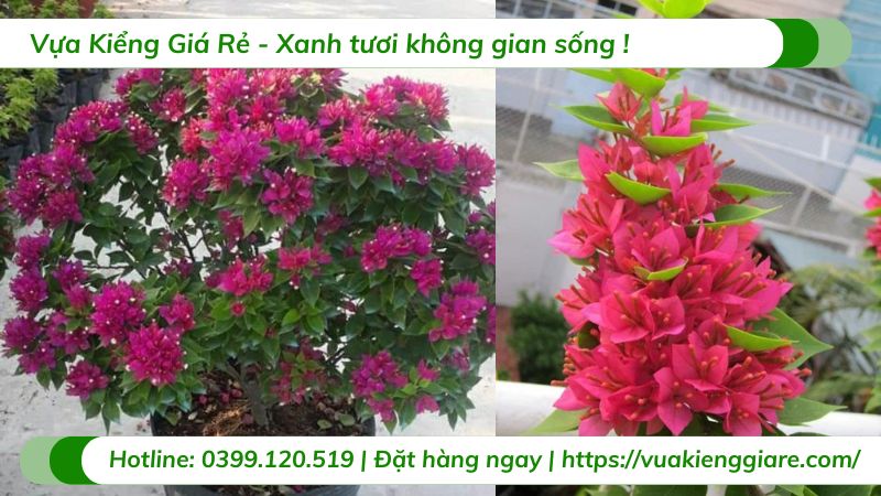 cây hoa giấy mỹ