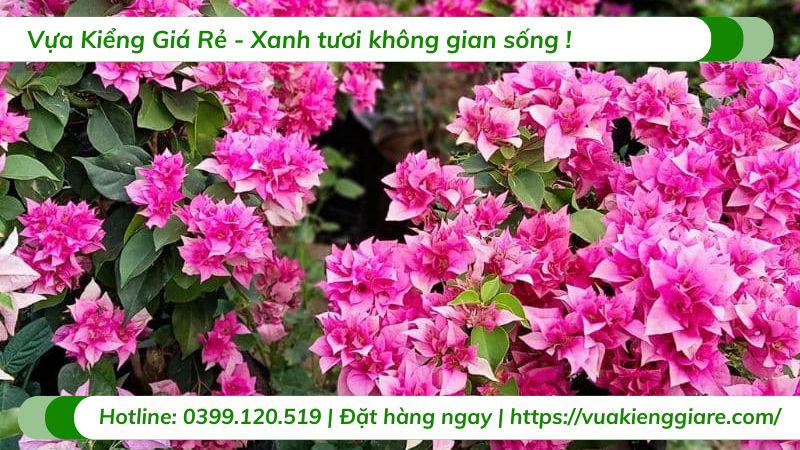 cây hoa giấy mỹ