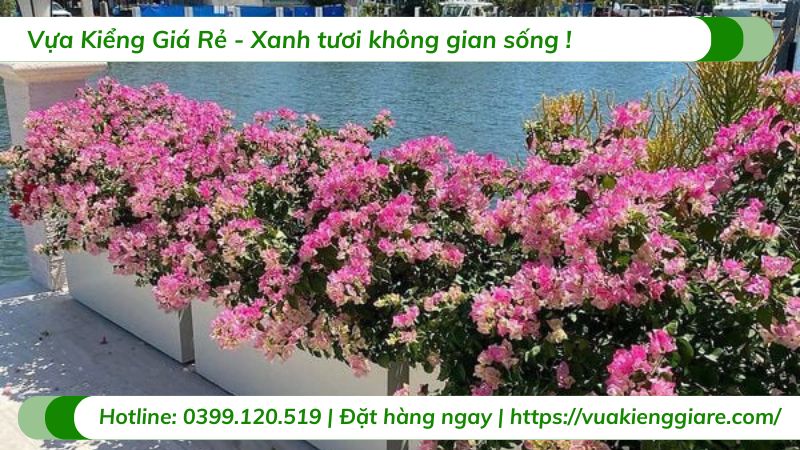 Cây hoa giấy sakura