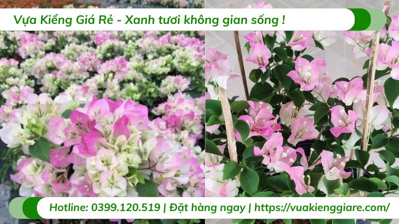 Cây hoa giấy sakura