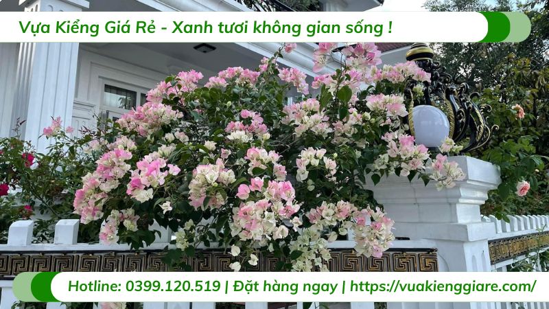 Cây hoa giấy sakura