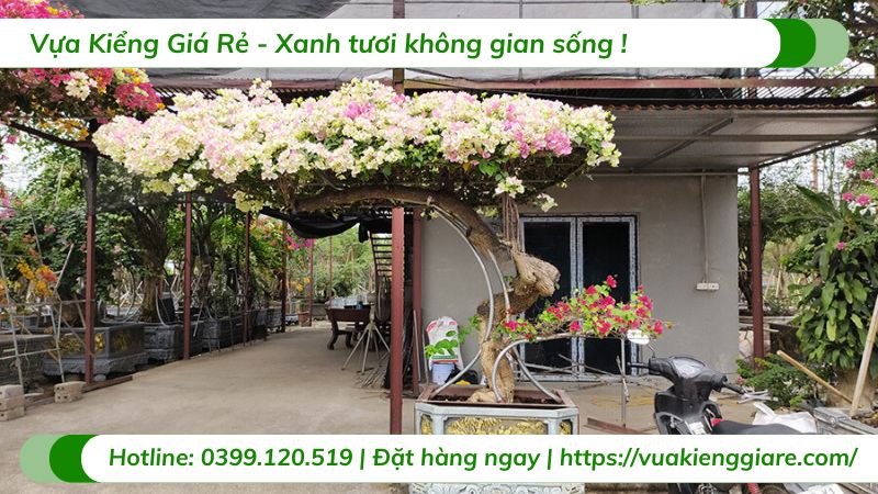 Cây hoa giấy sakura