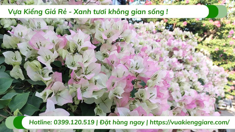 Cây hoa giấy sakura