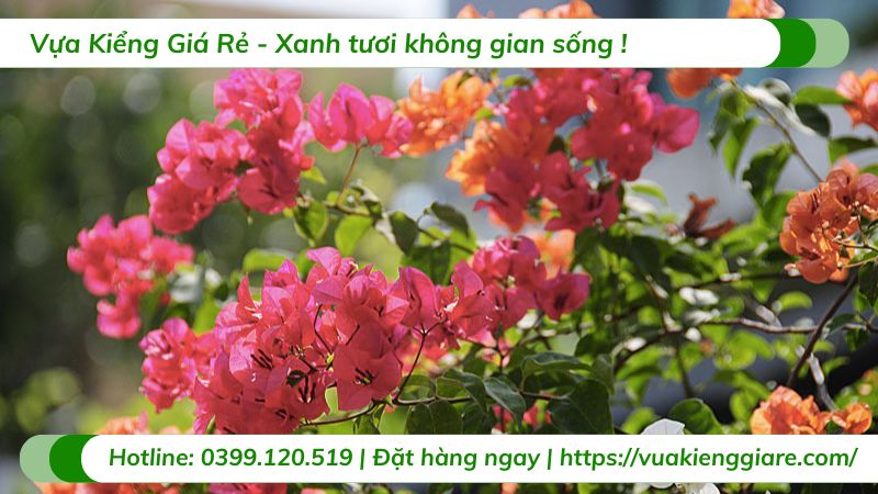 cây hoa giấy thái ngũ sắc
