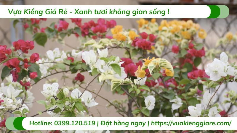 cây hoa giấy thái ngũ sắc
