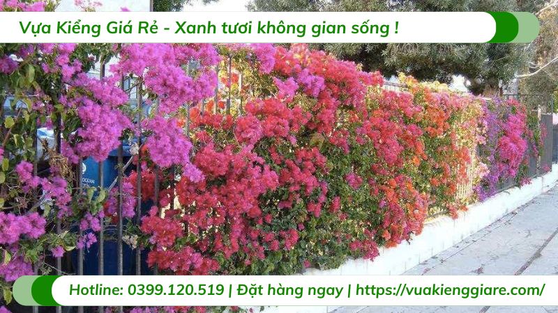 cây hoa giấy thái ngũ sắc