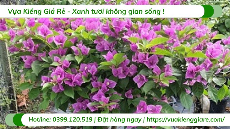 cây hoa giấy tím pháp