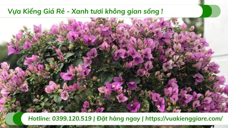 cây hoa giấy tím tuyết