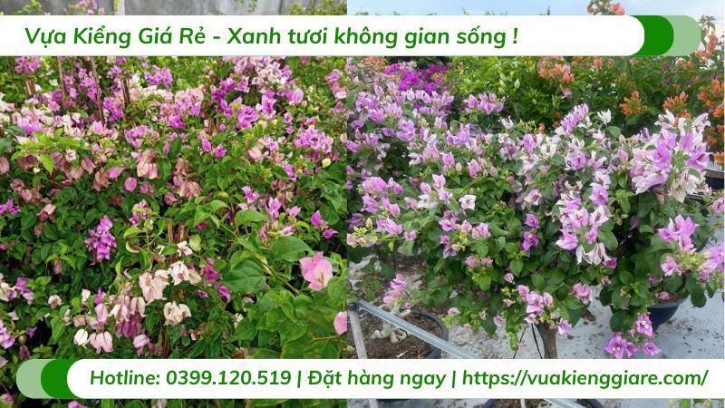 cây hoa giấy tím tuyết