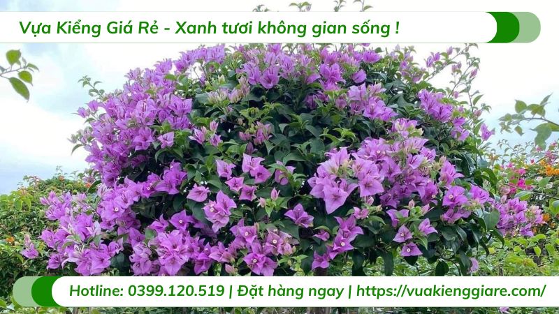 cây hoa giấy tím tuyết