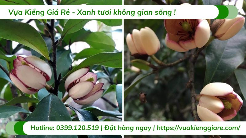 cây hoa hàm tiếu