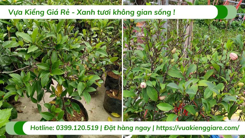 cây hoa hàm tiếu