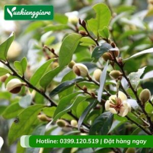 cây hoa hàm tiếu