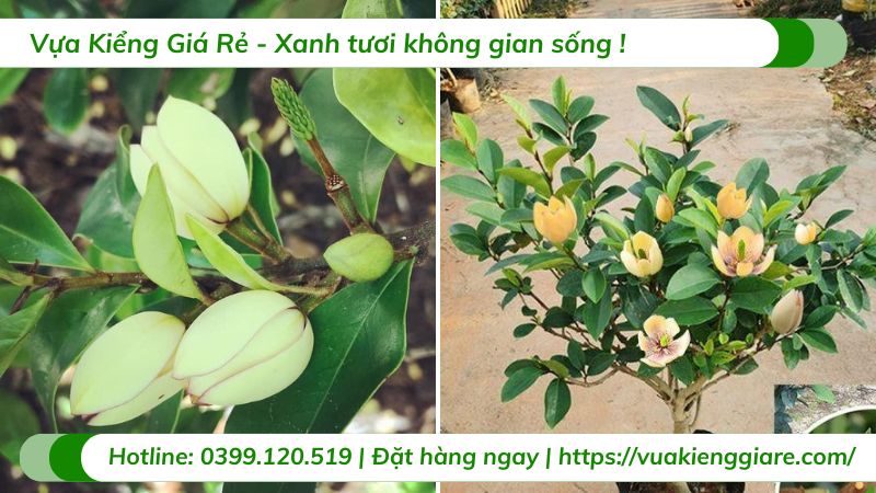 cây hoa hàm tiếu