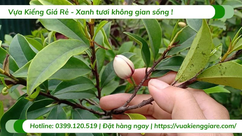 cây hoa hàm tiếu