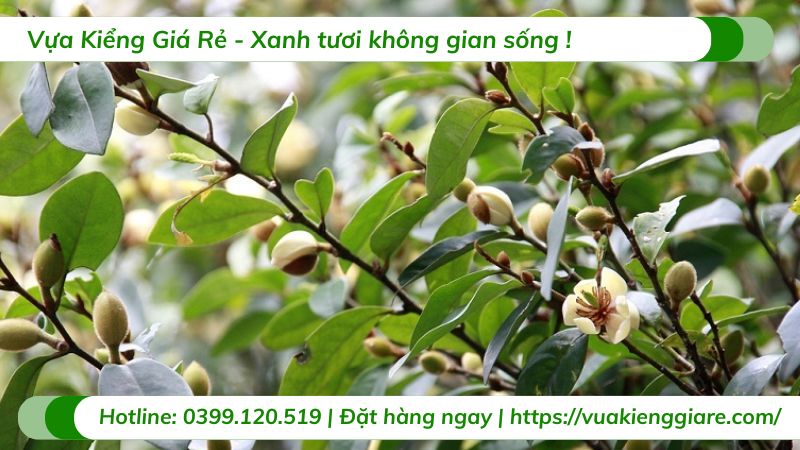 cây hoa hàm tiếu