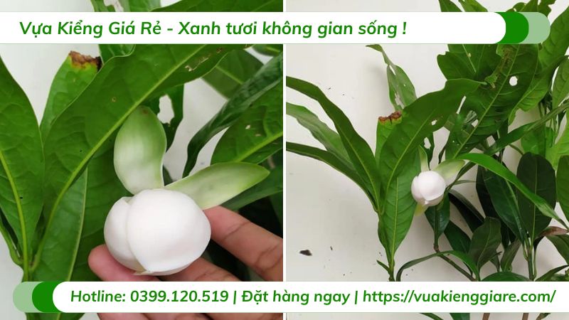 cây hoa hàm tiếu