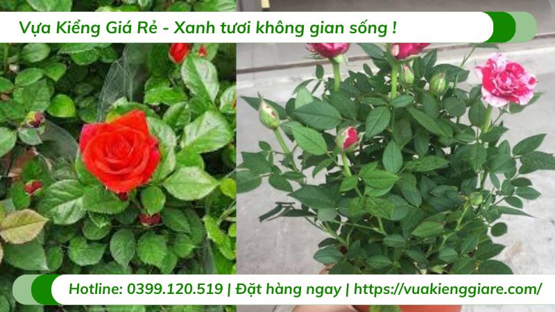 cây hoa hoa siêu nụ