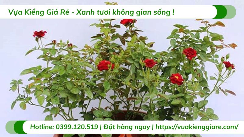 cây hoa hoa siêu nụ