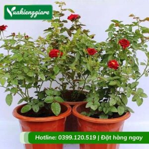 cây hoa hoa siêu nụ