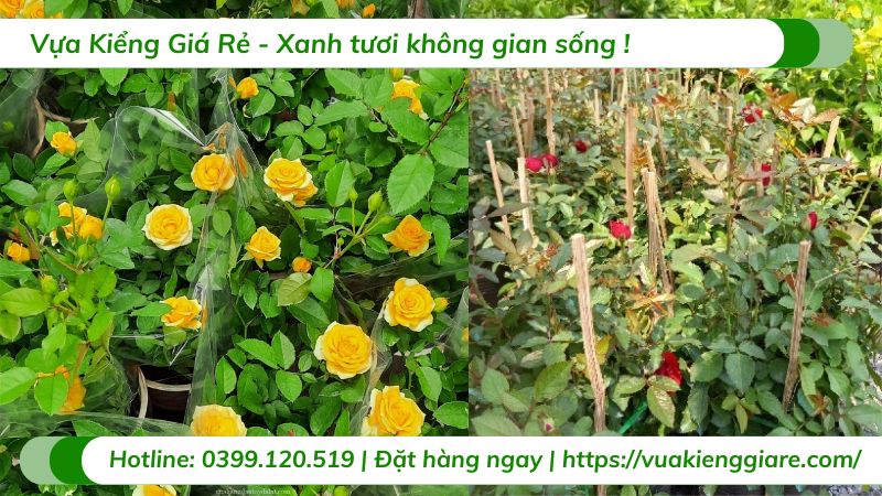 cây hoa hoa siêu nụ