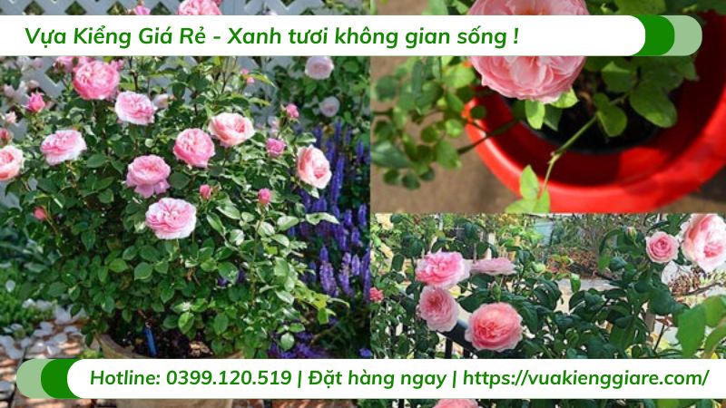 cây hoa hồng bụi