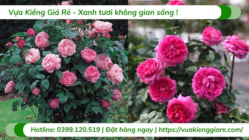 cây hoa hồng bụi