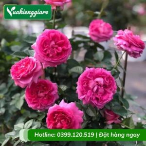 cây hoa hồng bụi