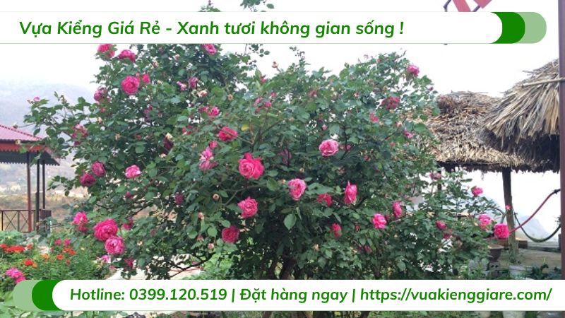 cây hoa hồng bụi