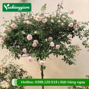 Cây hoa hồng thân gỗ