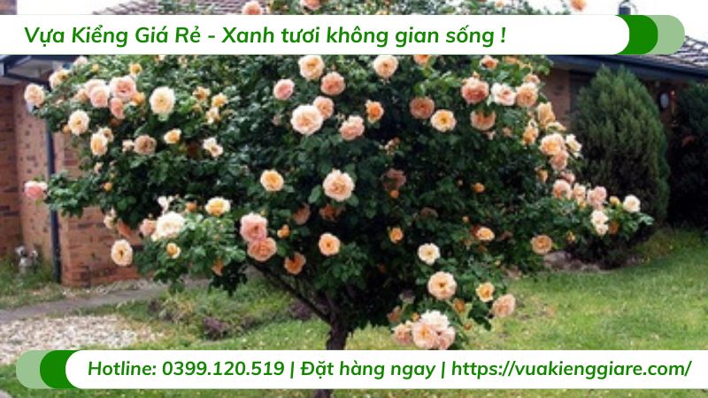 Cây hoa hồng thân gỗ