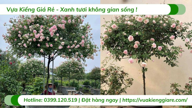 Cây hoa hồng thân gỗ