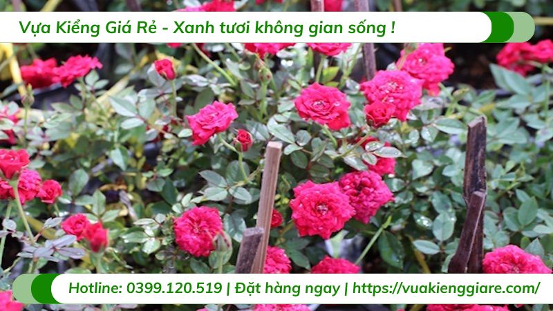 cây hoa hồng tỉ muội