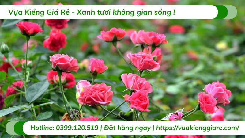 cây hoa hồng tỉ muội