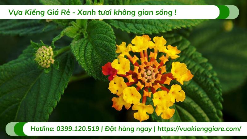 cây hoa ngũ sắc nhiều màu