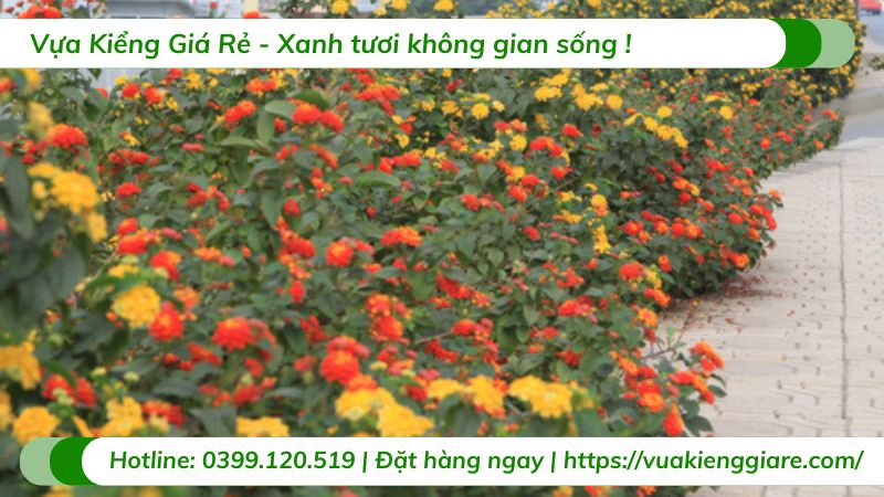 cây hoa ngũ sắc nhiều màu