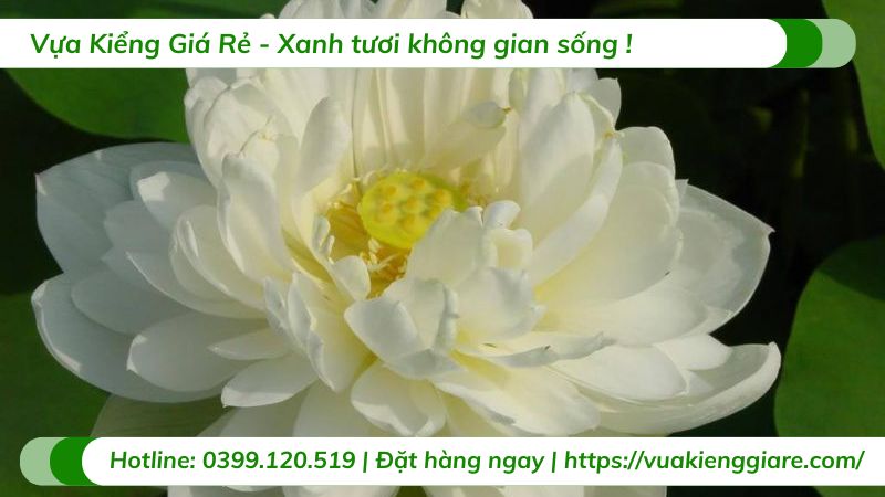 cây hoa sen thái nhiều màu