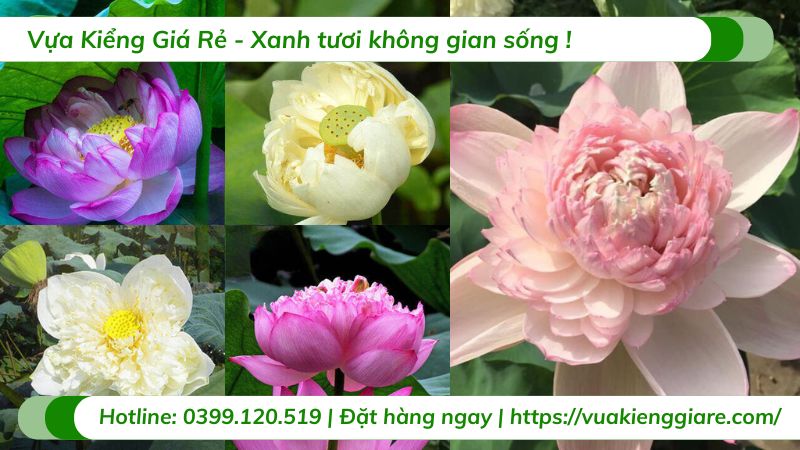 cây hoa sen thái nhiều màu