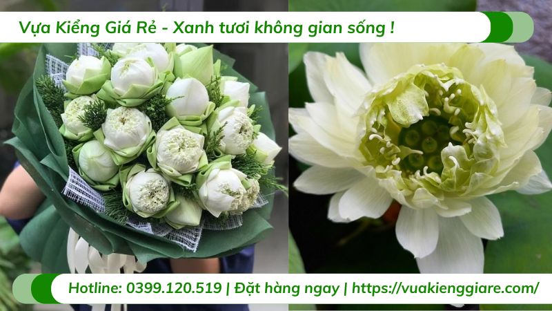 cây hoa sen thái nhiều màu