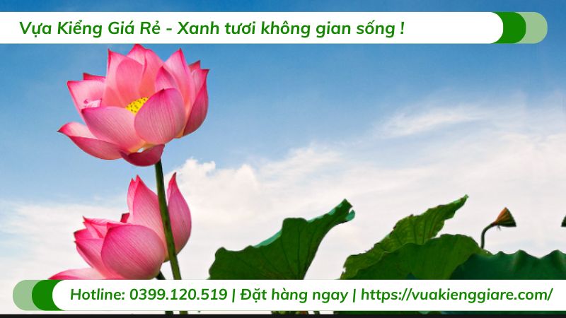 cây hoa sen việt màu hồng