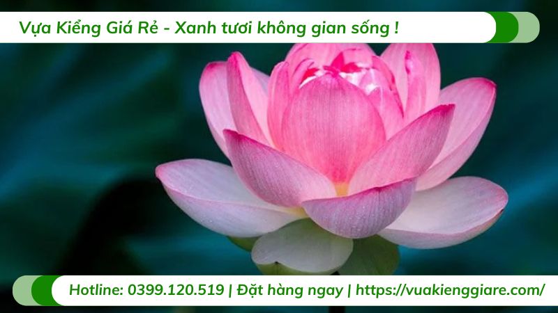 cây hoa sen việt màu hồng