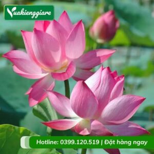 cây hoa sen việt màu hồng