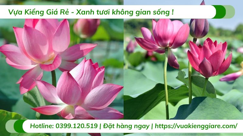 cây hoa sen việt màu hồng