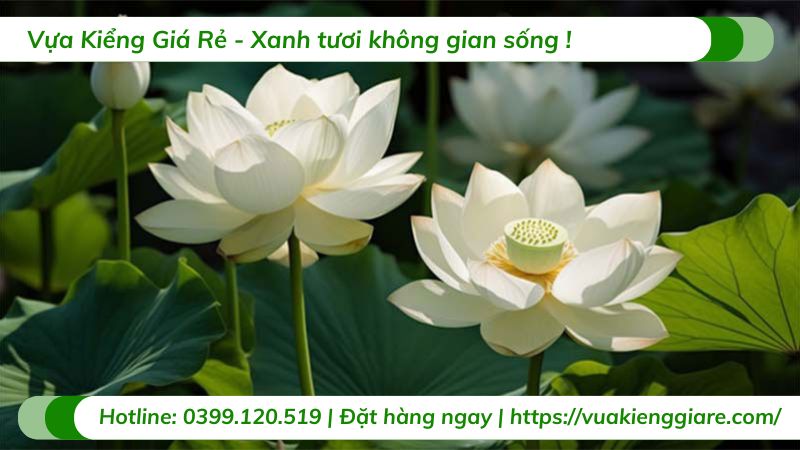 cây hoa sen việt màu trắng